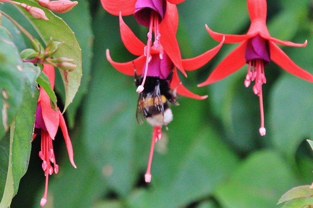 Foto: Abejorro - Santillana del Mar (Cantabria), España