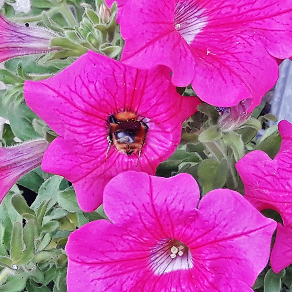 Foto: Abejorro - Santillana del Mar (Cantabria), España