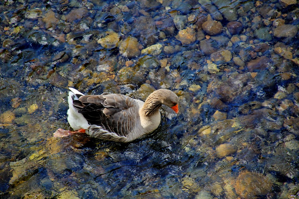 Foto: Rio Deva - Potes (Cantabria), España