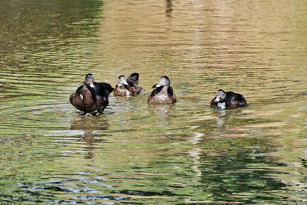 Foto: Río Deva - Potes (Cantabria), España