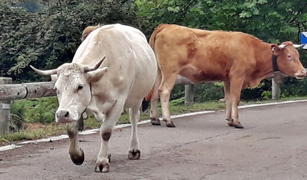 Foto: Vaquitas - Bárcena Mayor (Cantabria), España