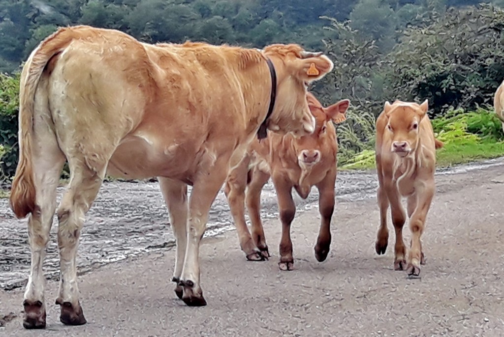 Foto: Vaquitas - Bárcena Mayor (Cantabria), España