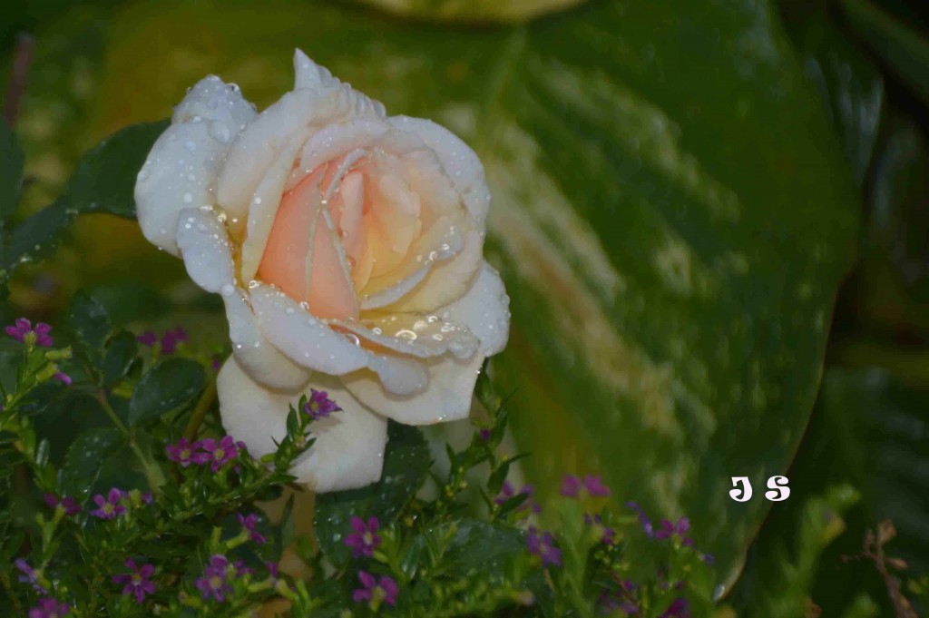 Foto de Alajuela, Costa Rica