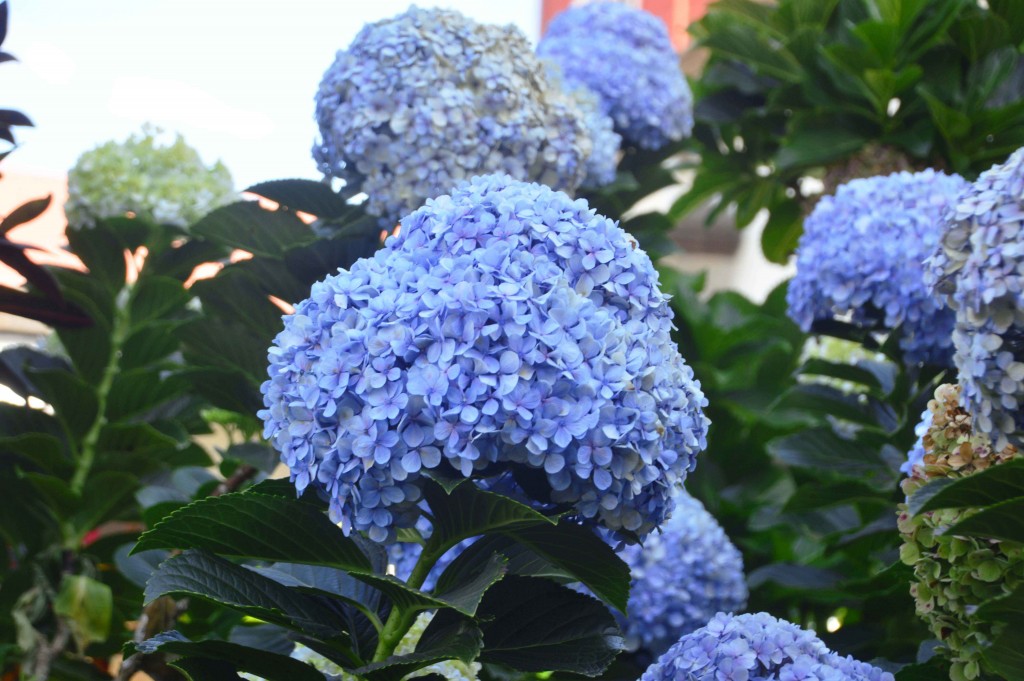 Foto de Alajuela, Costa Rica