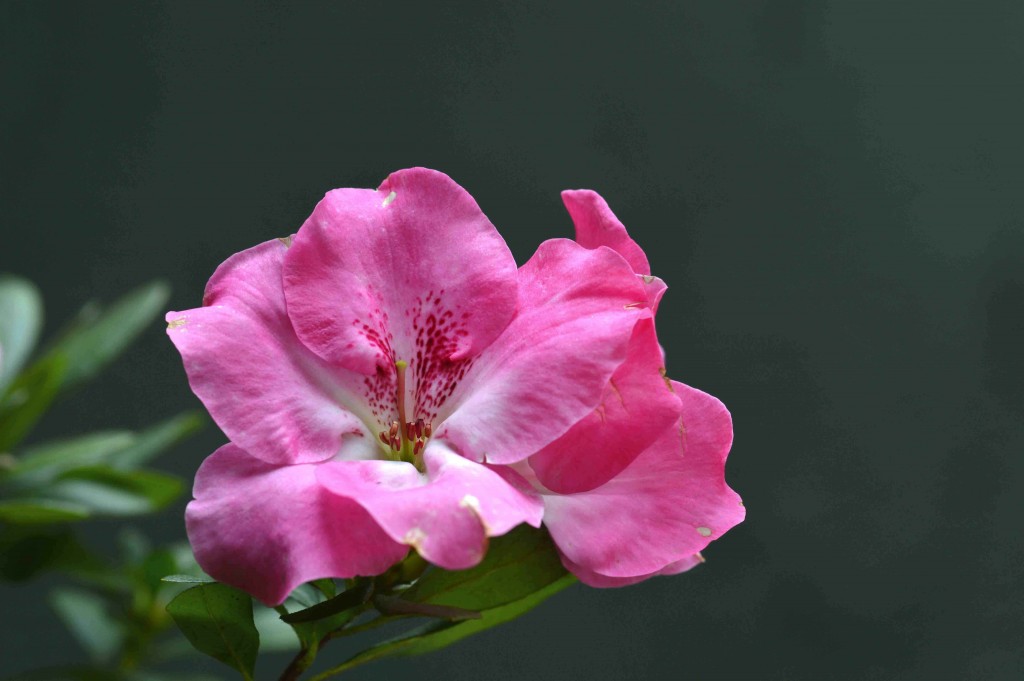 Foto de Alajuela, Costa Rica