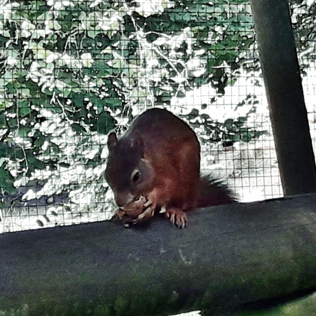 Foto: Zoo - Santillana del Mar (Cantabria), España
