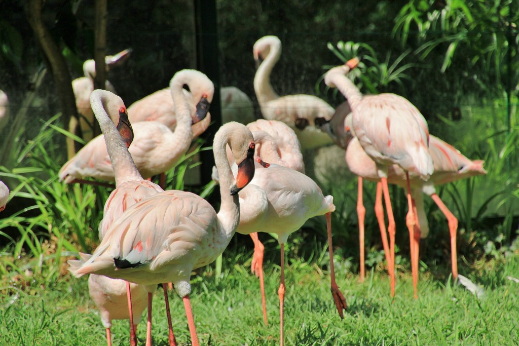 Foto: Zoo - Santillana del Mar (Cantabria), España
