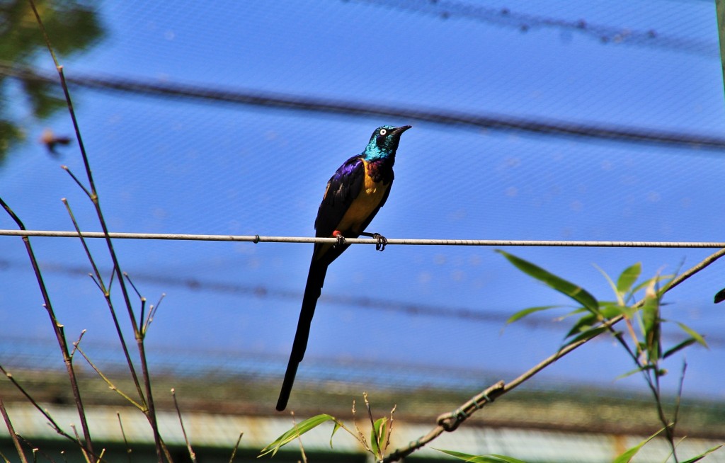 Foto: Zoo - Santillana del Mar (Cantabria), España