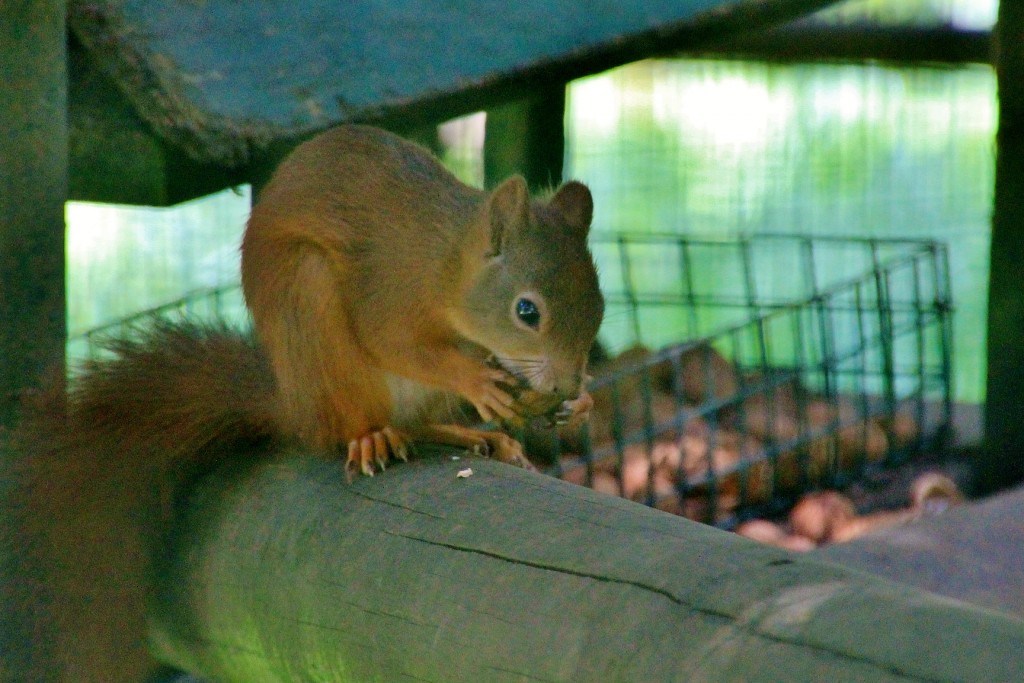 Foto: Zoo - Santillana del Mar (Cantabria), España