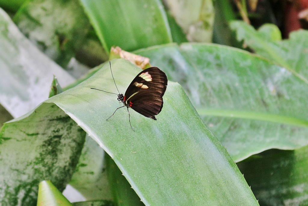 Foto: Zoo - Santillana del Mar (Cantabria), España