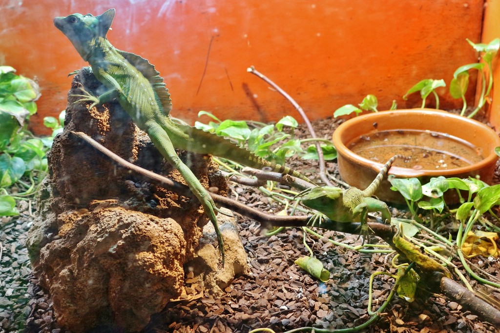 Foto: Zoo - Santillana del Mar (Cantabria), España