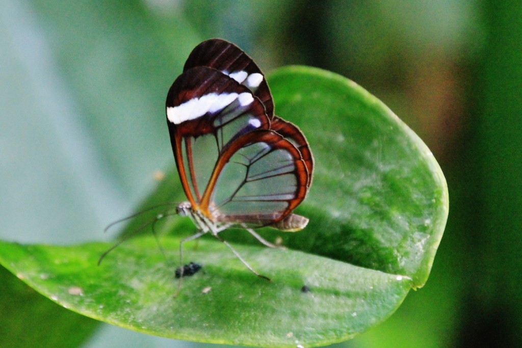 Foto: Zoo - Santillana del Mar (Cantabria), España