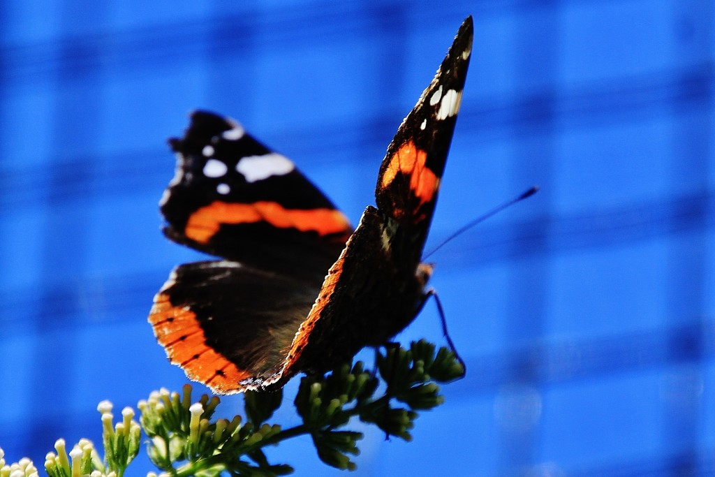 Foto: Zoo - Santillana del Mar (Cantabria), España