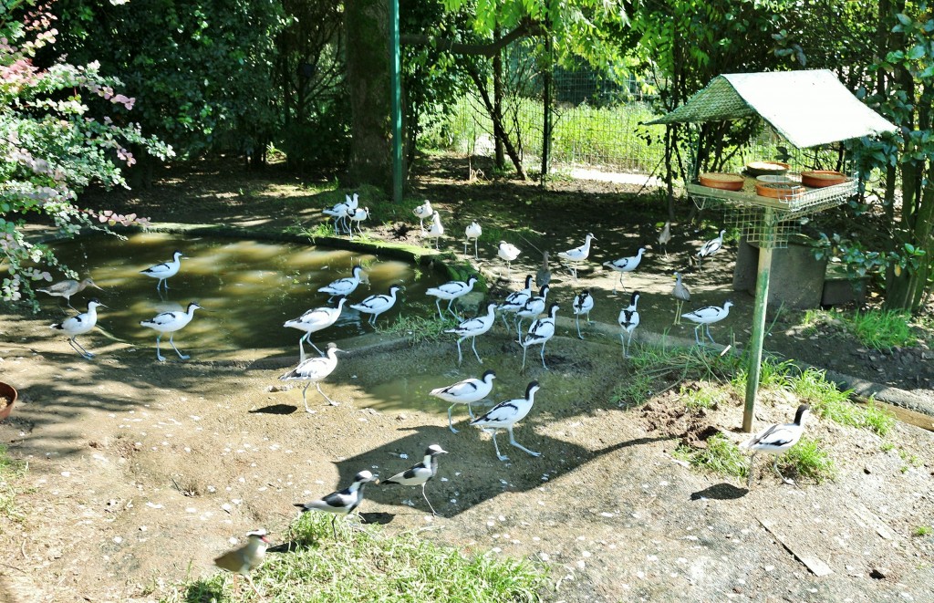 Foto: Zoo - Santillana del Mar (Cantabria), España