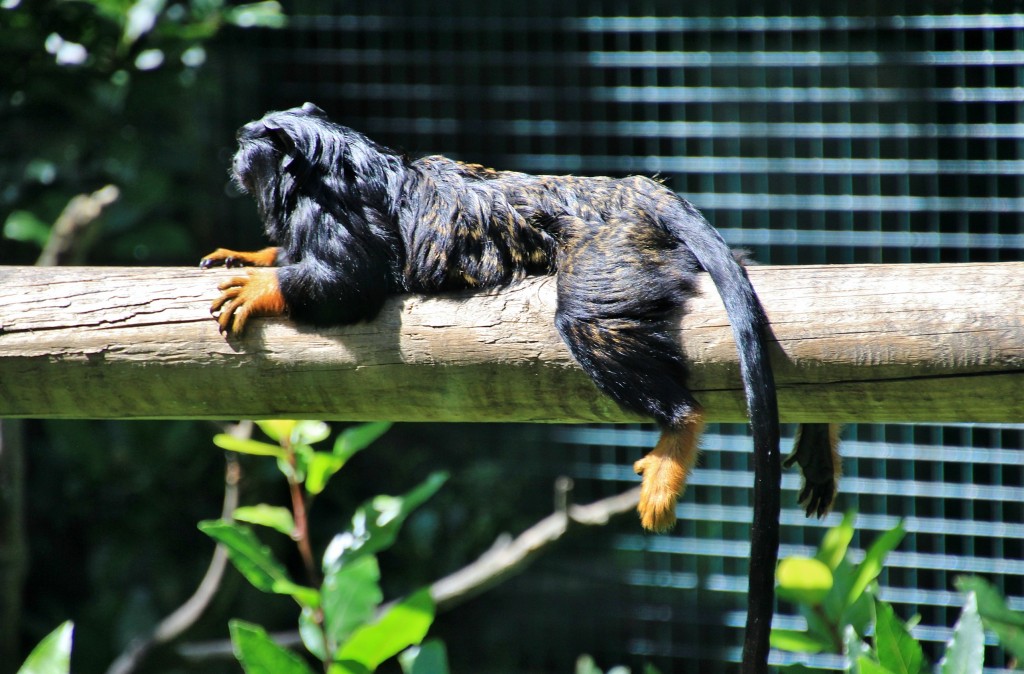 Foto: Zoo - Santillana del Mar (Cantabria), España