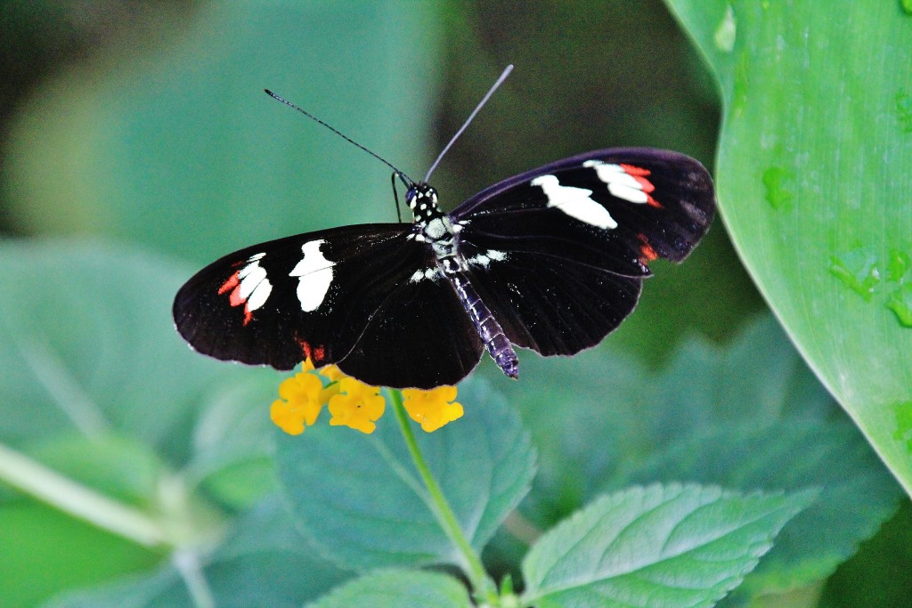 Foto: Zoo - Santillana del Mar (Cantabria), España