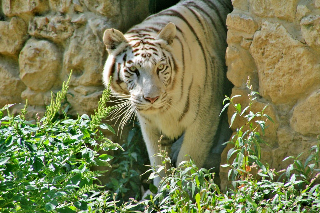 Foto: Zoo - Santillana del Mar (Cantabria), España