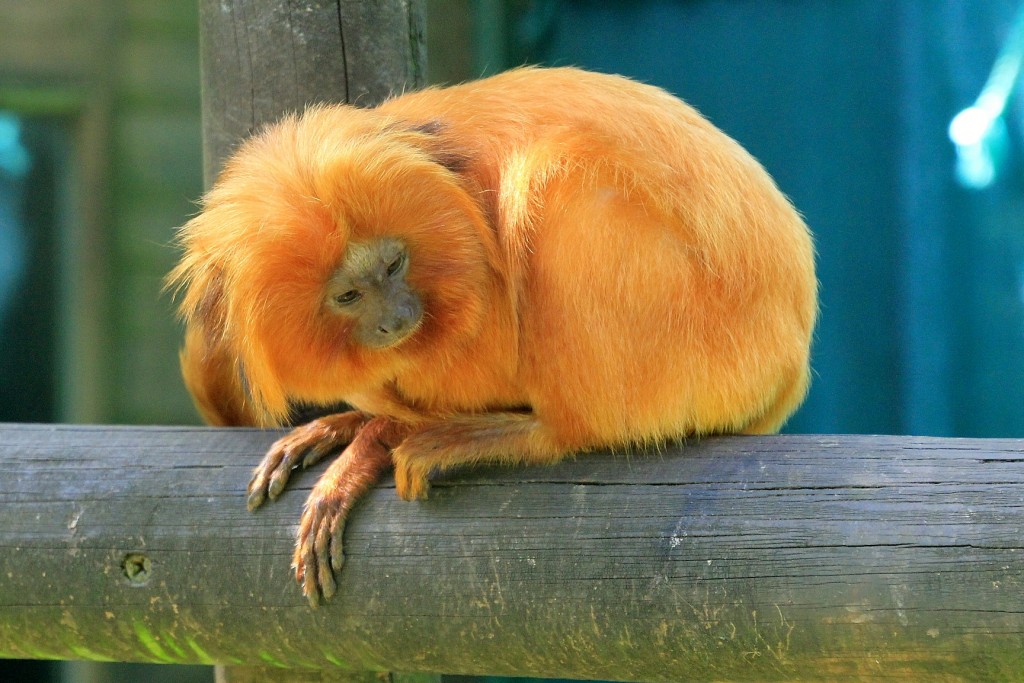 Foto: Zoo - Santillana del Mar (Cantabria), España