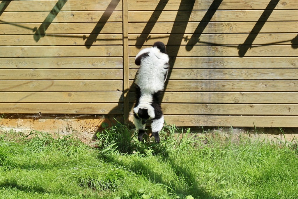 Foto: Zoo - Santillana del Mar (Cantabria), España
