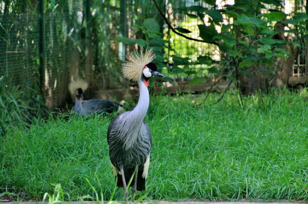 Foto: Zoo - Santillana del Mar (Cantabria), España