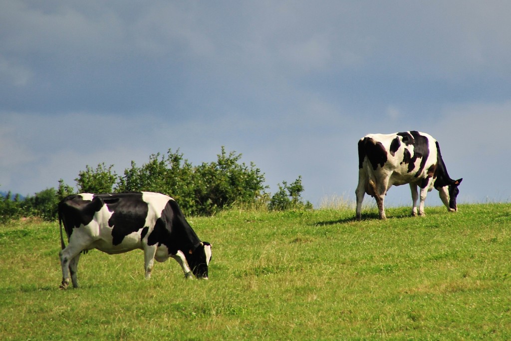 Foto: Zoo - Santillana del Mar (Cantabria), España