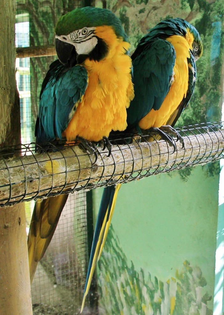 Foto: Zoo - Santillana del Mar (Cantabria), España