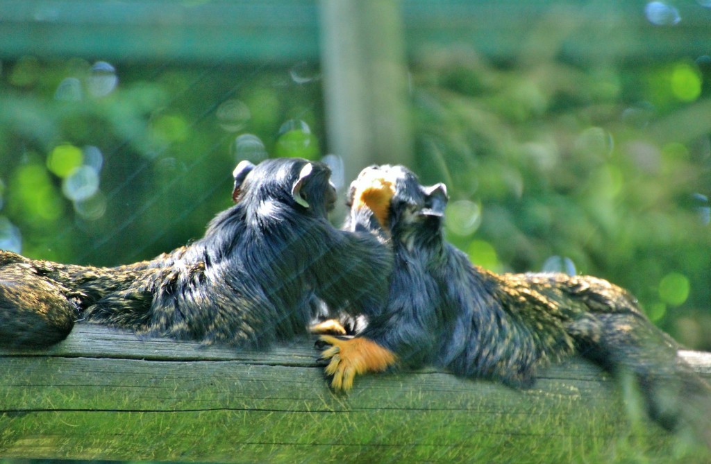 Foto: Zoo - Santillana del Mar (Cantabria), España