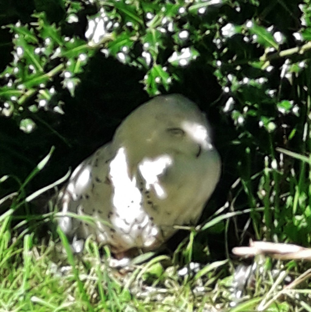 Foto: Zoo - Santillana del Mar (Cantabria), España