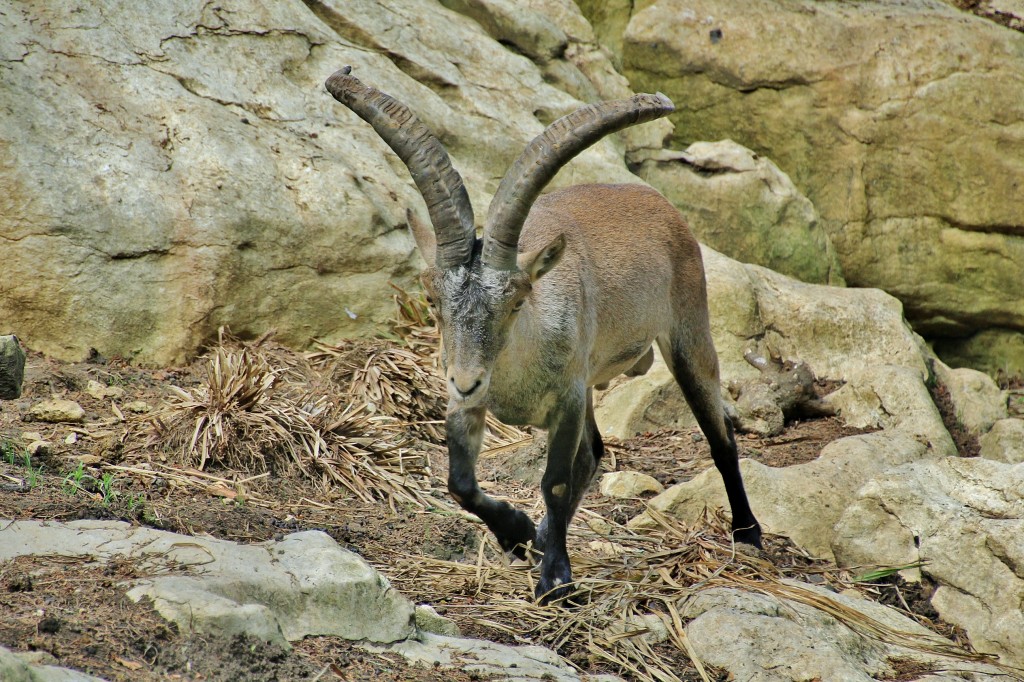 Foto: Zoo - Santillana del Mar (Cantabria), España