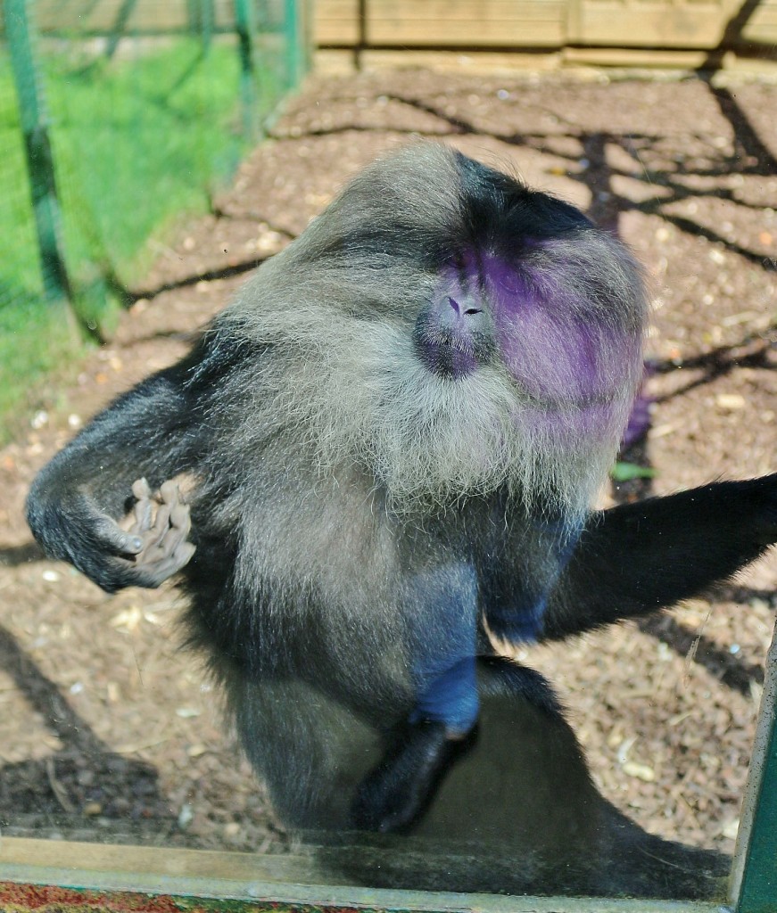 Foto: Zoo - Santillana del Mar (Cantabria), España