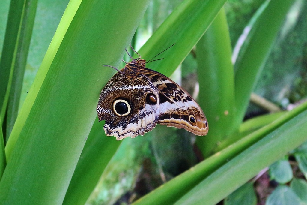 Foto: Zoo - Santillana del Mar (Cantabria), España
