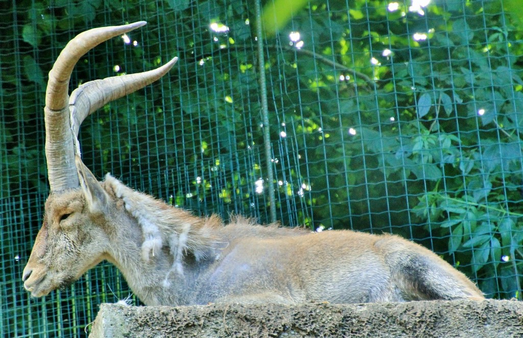 Foto: Zoo - Santillana del Mar (Cantabria), España