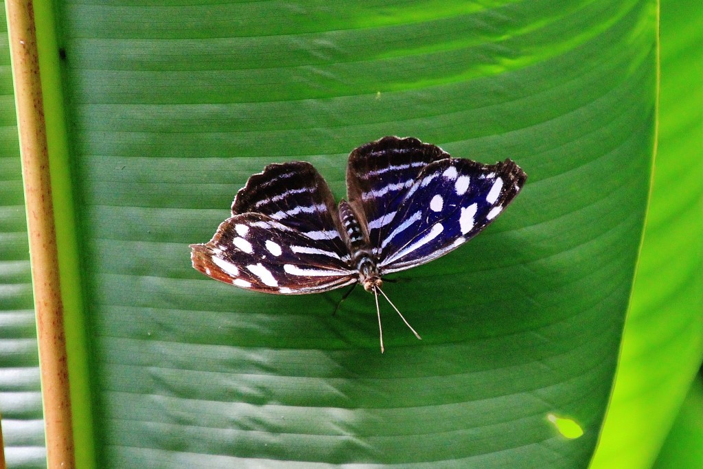 Foto: Zoo - Santillana del Mar (Cantabria), España