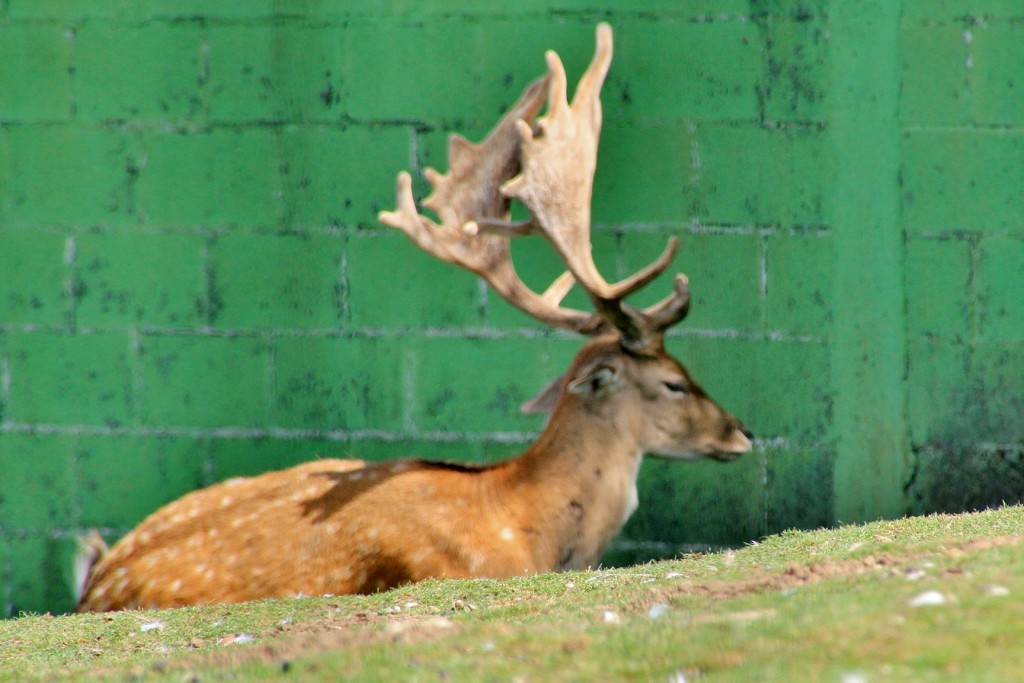 Foto: Zoo - Santillana del Mar (Cantabria), España