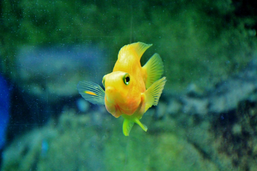 Foto: Zoo - Santillana del Mar (Cantabria), España