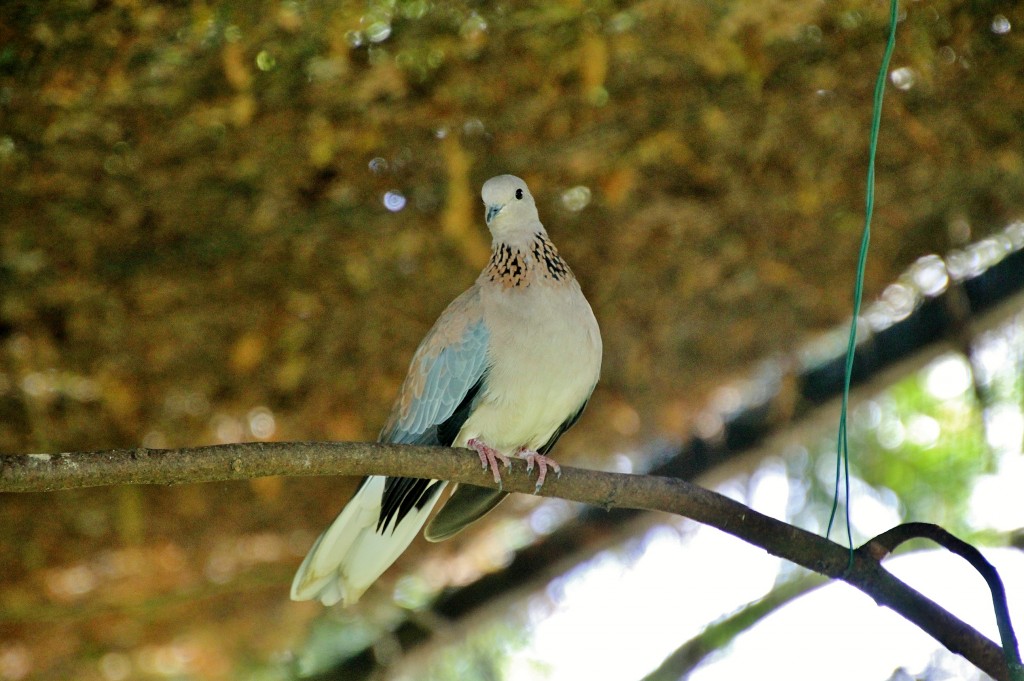 Foto: Zoo - Santillana del Mar (Cantabria), España