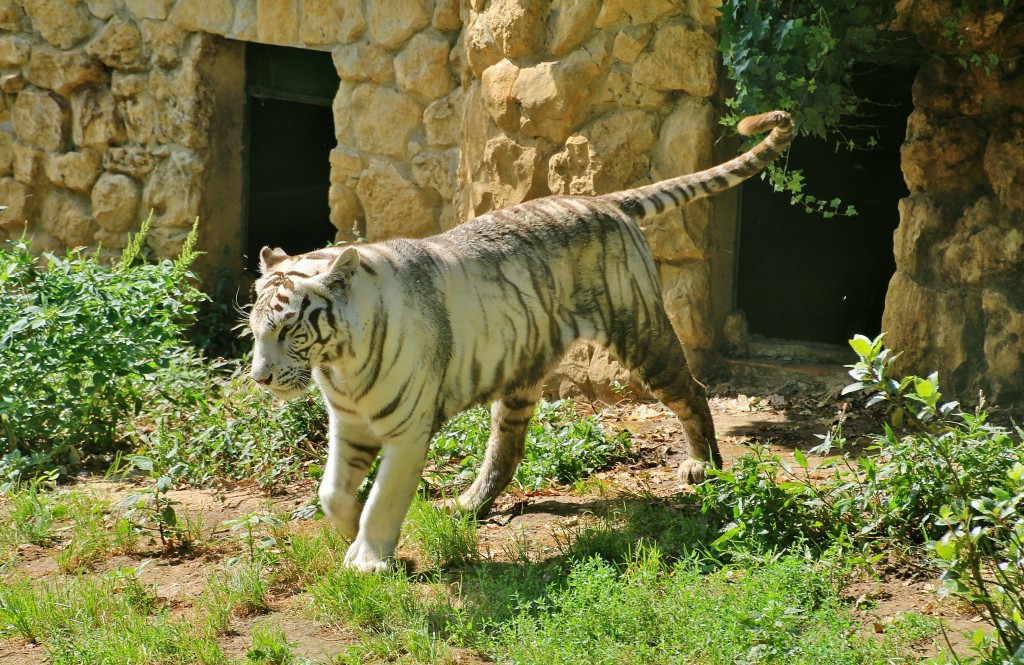 Foto: Zoo - Santillana del Mar (Cantabria), España