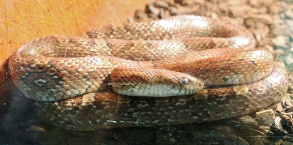 Foto: Zoo - Santillana del Mar (Cantabria), España