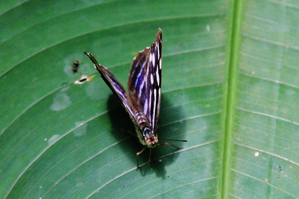 Foto: Zoo - Santillana del Mar (Cantabria), España