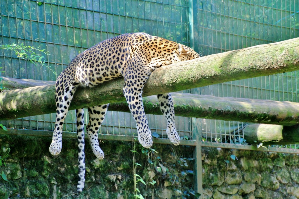 Foto: Zoo - Santillana del Mar (Cantabria), España
