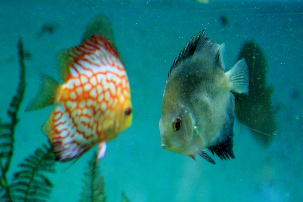 Foto: Zoo - Santillana del Mar (Cantabria), España