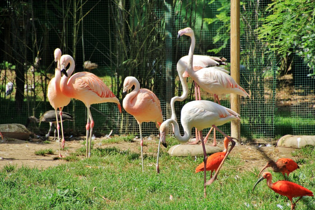 Foto: Zoo - Santillana del Mar (Cantabria), España