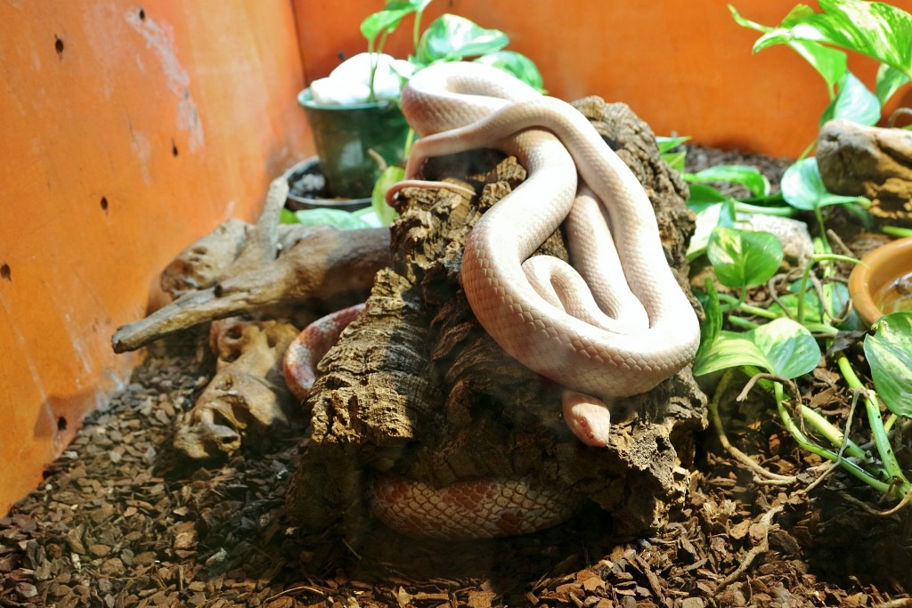 Foto: Zoo - Santillana del Mar (Cantabria), España