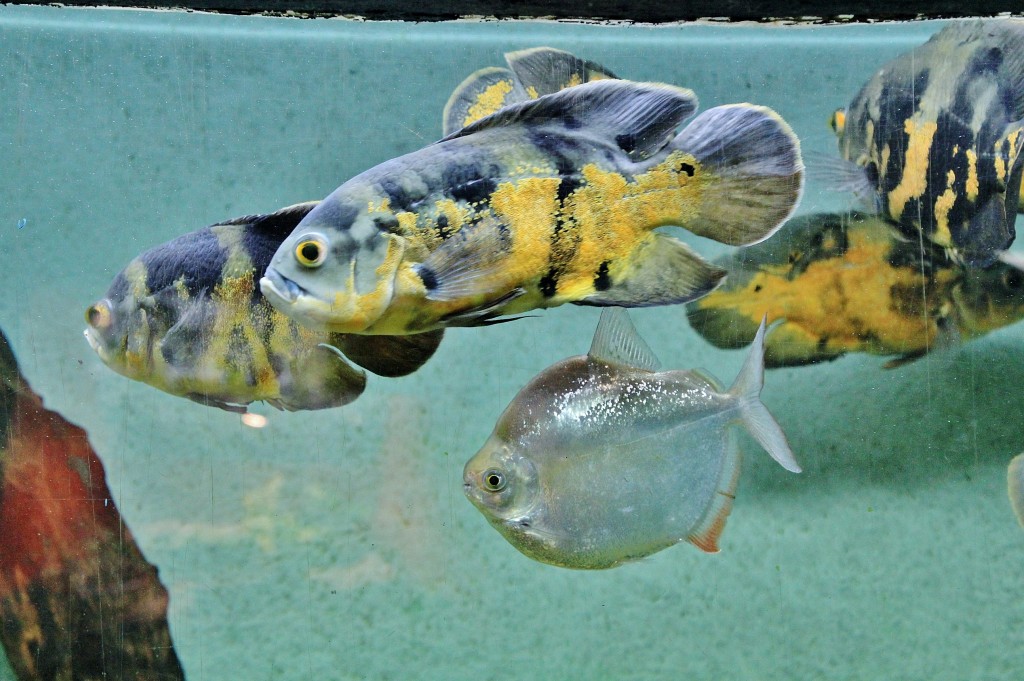 Foto: Zoo - Santillana del Mar (Cantabria), España