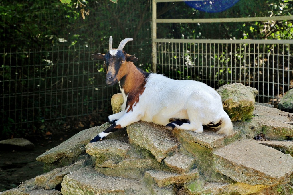 Foto: Zoo - Santillana del Mar (Cantabria), España