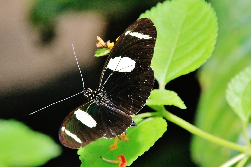 Foto: Zoo - Santillana del Mar (Cantabria), España
