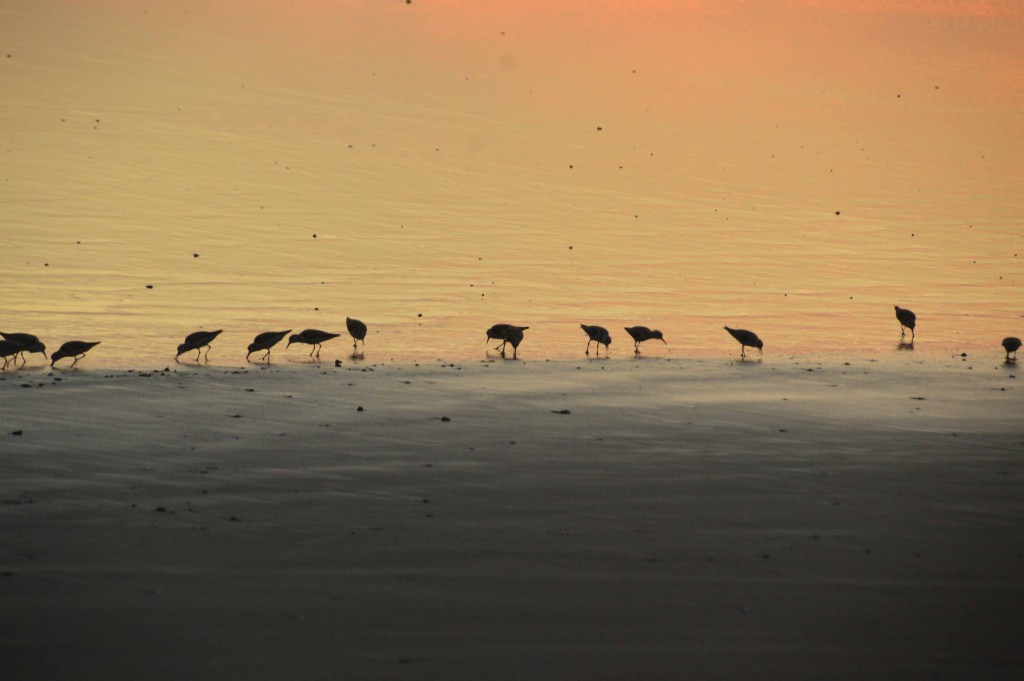 Foto de Esterillos (Puntarenas), Costa Rica