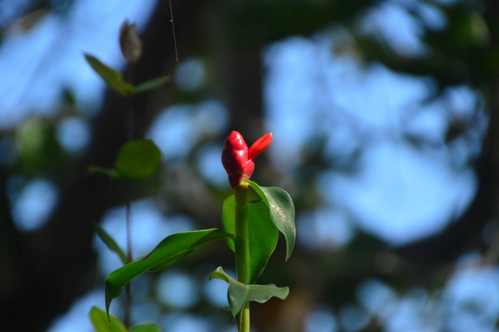 Foto de Esterillos (Puntarenas), Costa Rica