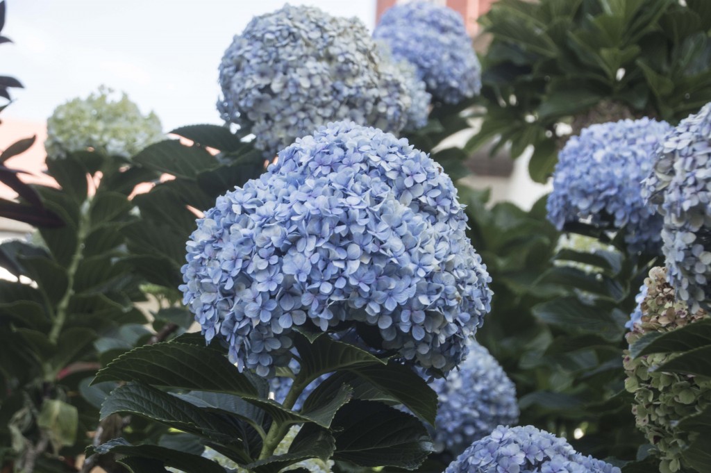 Foto de Alajuela, Costa Rica