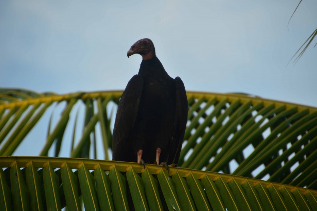 Foto de Esterillos (Puntarenas), Costa Rica